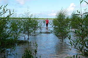 © CNRS Photothèque / CNRS Guyane / Gaelle Fornet