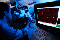 © CNRS Photothèque / CEA - DSV / RAGUET Hubert