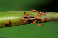 © CNRS Photothèque / BLATRIX Rumsaïs
