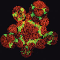 © CNRS Photothèque / ENS Lyon / Pradeep DAS